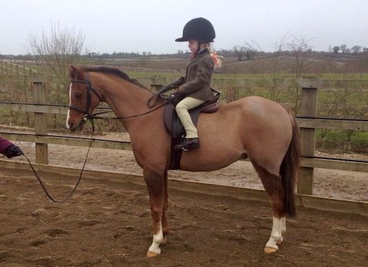 pony